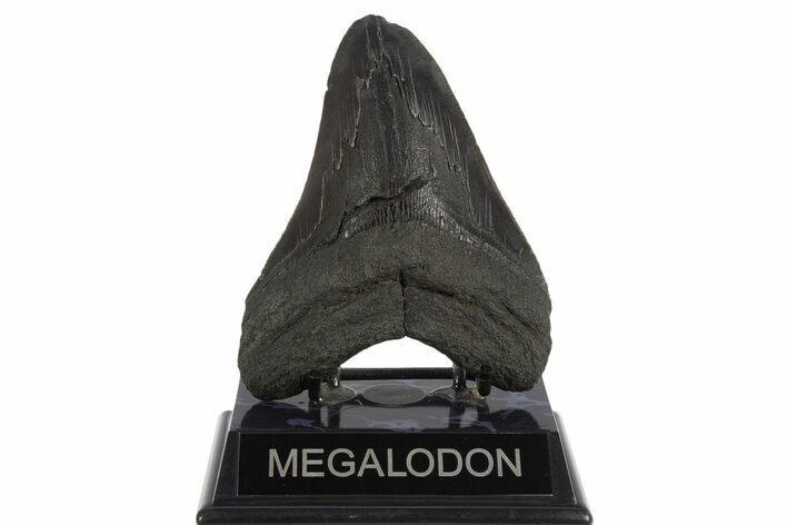 Serrated, Fossil Megalodon Tooth - South Carolina #331620
